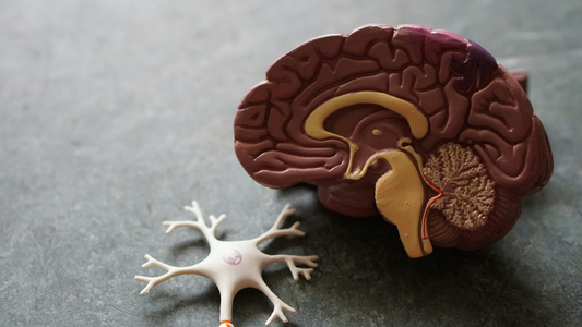 The Connection Between Gut Health and Mental Wellbeing